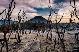 hutan mati, gunung papandayan