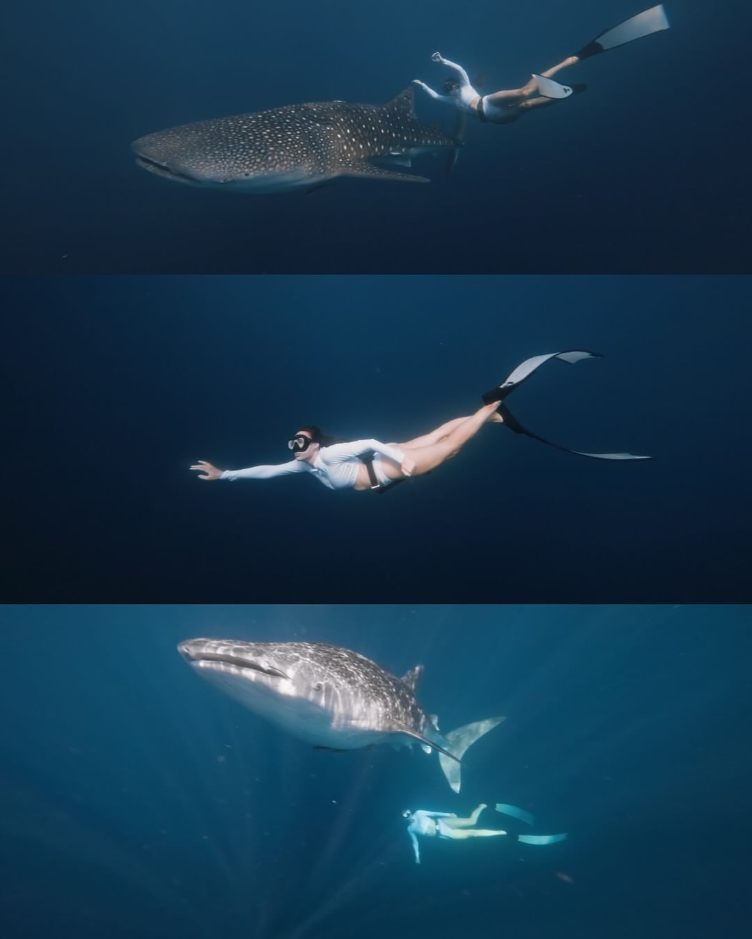 whale-shark-trip-sumbawa